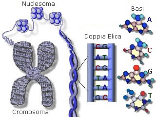 dna_structure